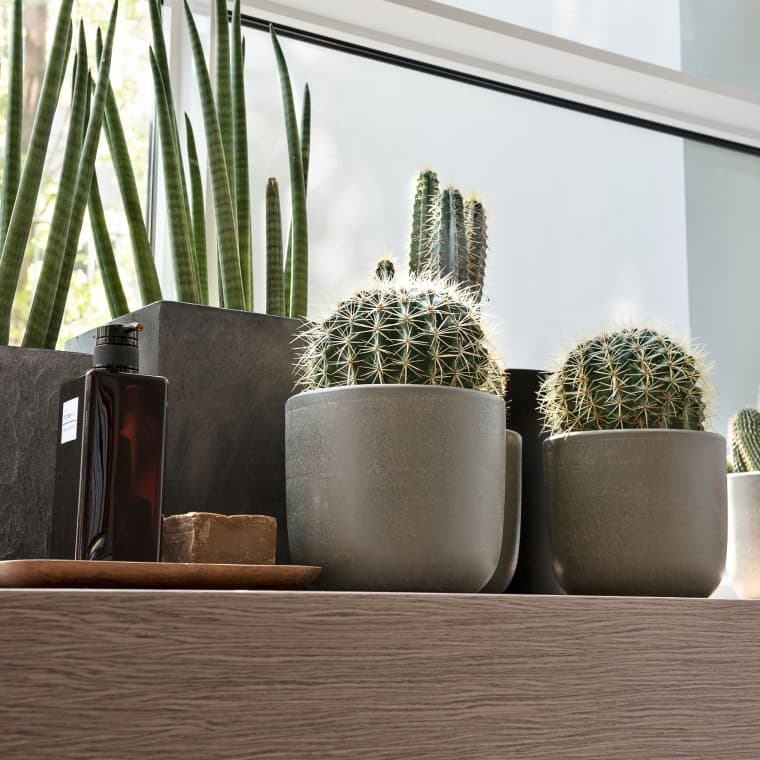 Verschiedene Pflanzen stehen auf einem Fensterbrett Verschiedene Pflanzen stehen auf einem Fensterbrett